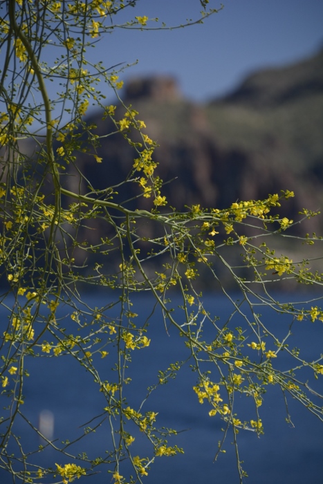 creosote blooms